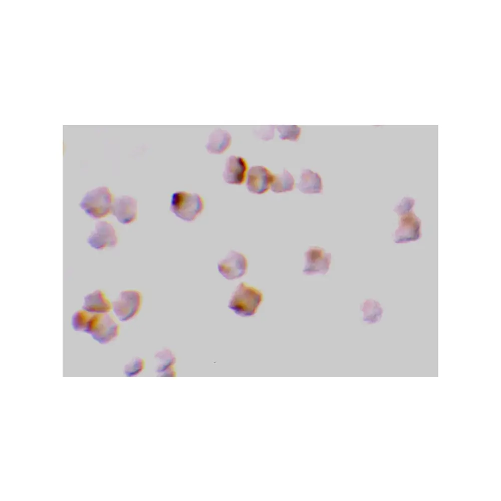 ProSci 3447 Caspase-2 Antibody, ProSci, 0.1 mg/Unit Secondary Image