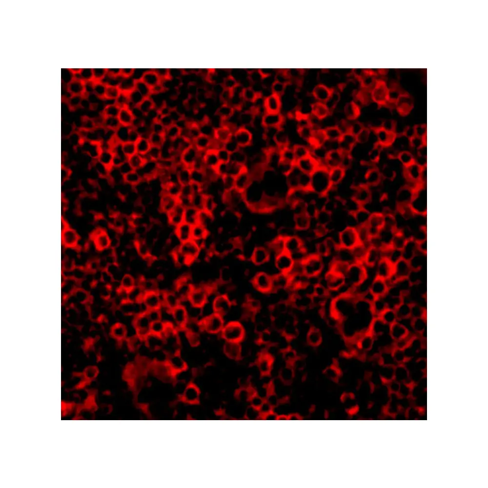 ProSci 3451_S Caspase-4 Antibody, ProSci, 0.02 mg/Unit Tertiary Image