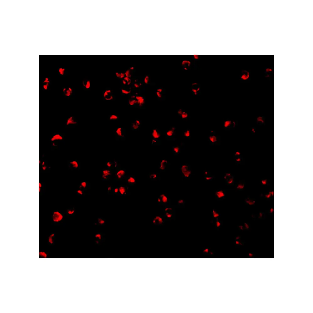 ProSci 3457 Caspase-5 Antibody, ProSci, 0.1 mg/Unit Tertiary Image