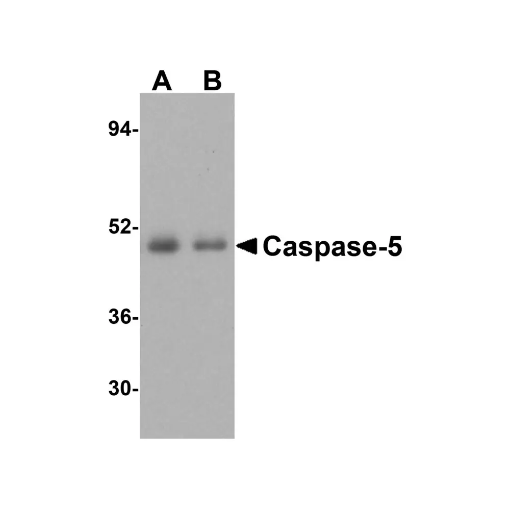 ProSci 3455_S Caspase-5 Antibody, ProSci, 0.02 mg/Unit Secondary Image