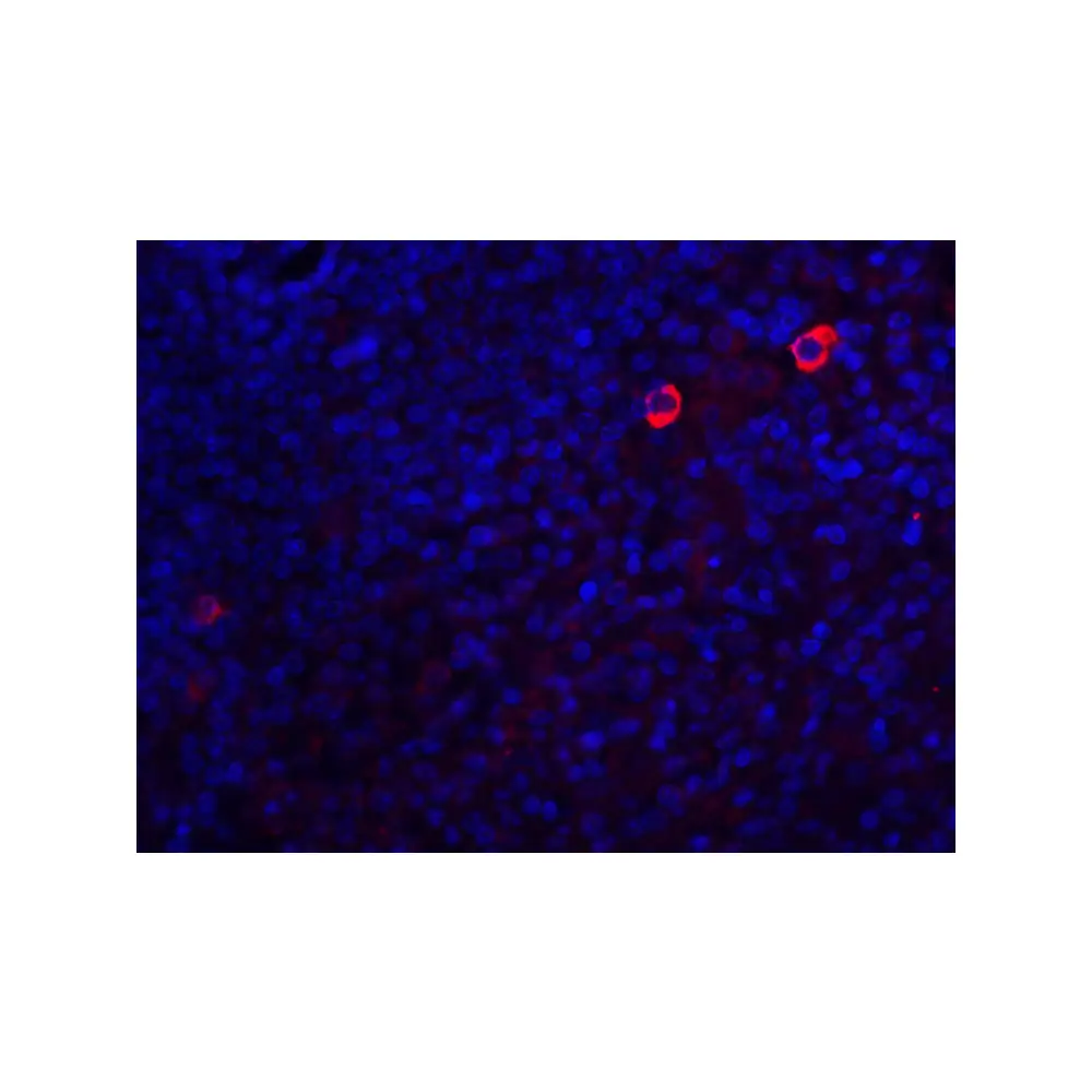 ProSci 3473_S Caspase-8 Antibody, ProSci, 0.02 mg/Unit Senary Image