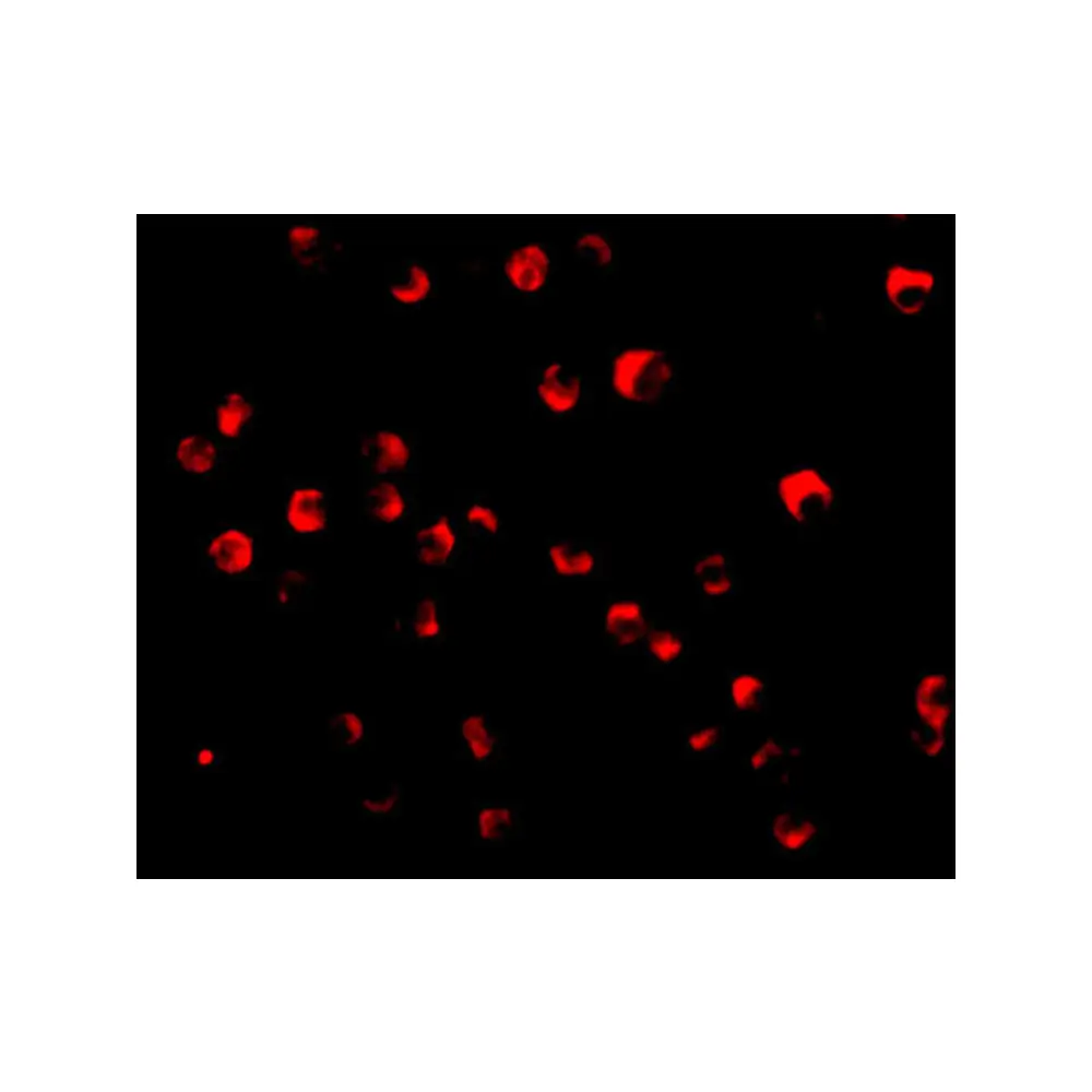 ProSci 3473_S Caspase-8 Antibody, ProSci, 0.02 mg/Unit Tertiary Image