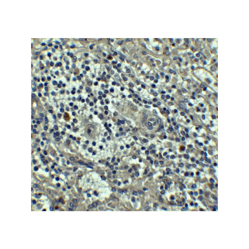 ProSci 3473_S Caspase-8 Antibody, ProSci, 0.02 mg/Unit Secondary Image