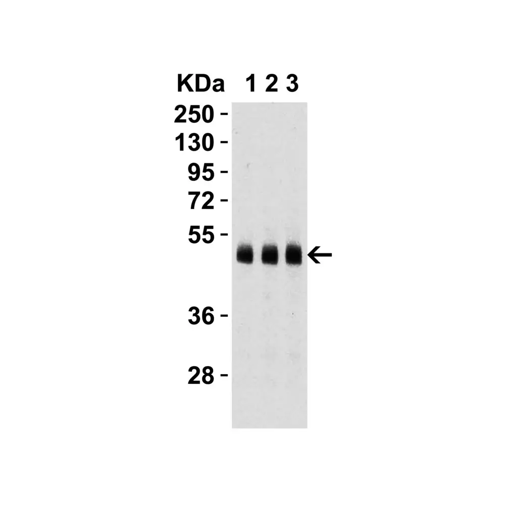ProSci 2071 Caspase-9 Antibody, ProSci, 0.1 mg/Unit Tertiary Image