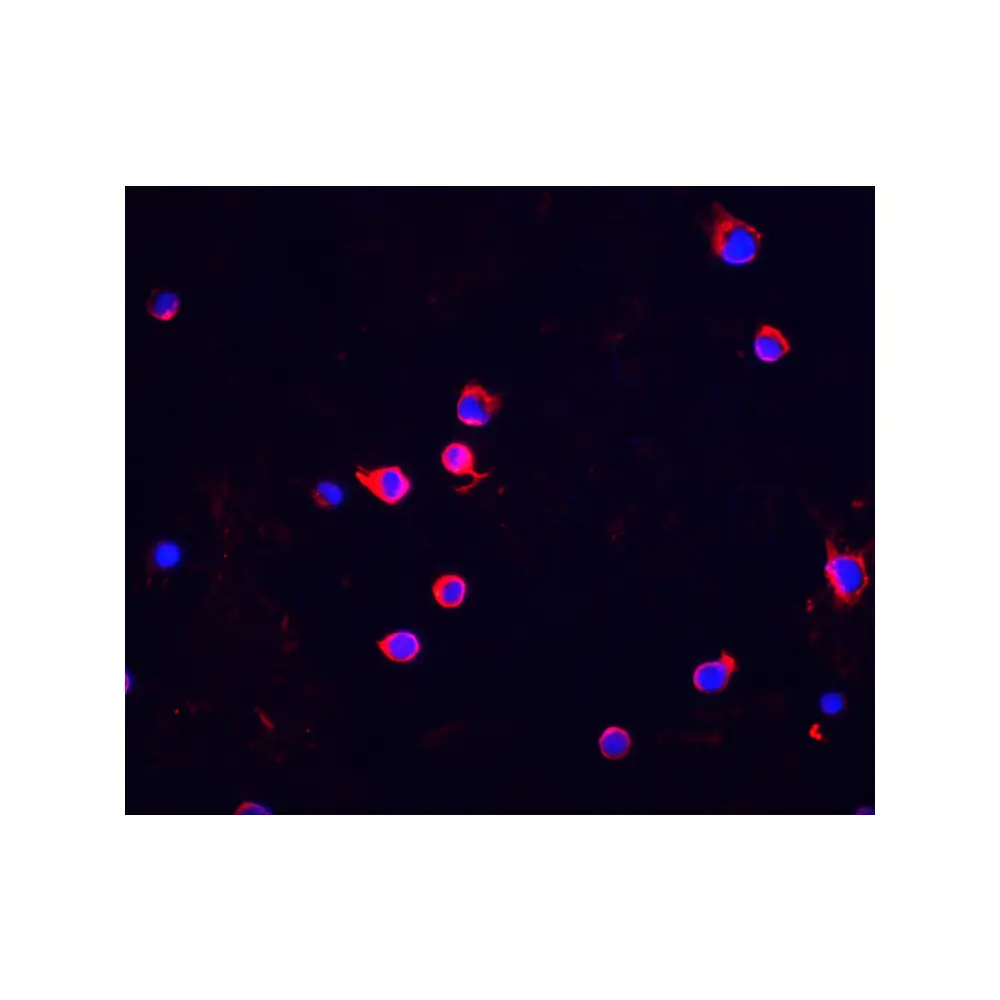 ProSci 2391_S Chk2 Antibody, ProSci, 0.02 mg/Unit Tertiary Image