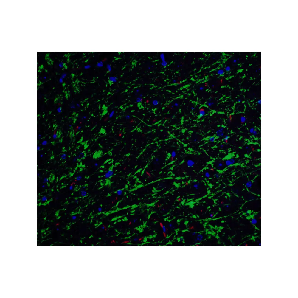 ProSci 3856 Clusterin Antibody, ProSci, 0.1 mg/Unit Senary Image