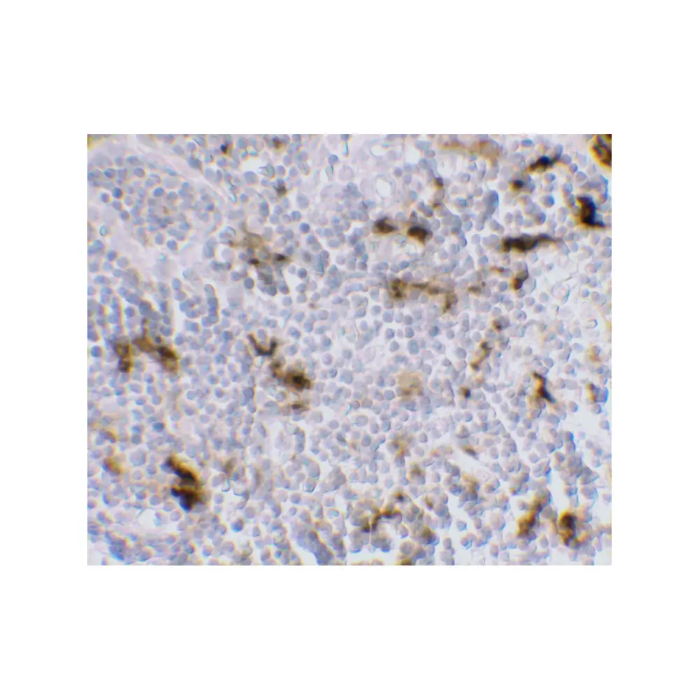 ProSci PM-2347 DC-SIGN Antibody [5D7] , ProSci, 0.1 mg/Unit Secondary Image