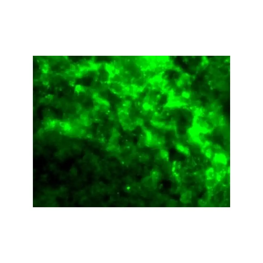 ProSci 2347_S DC-SIGN Antibody, ProSci, 0.02 mg/Unit Tertiary Image