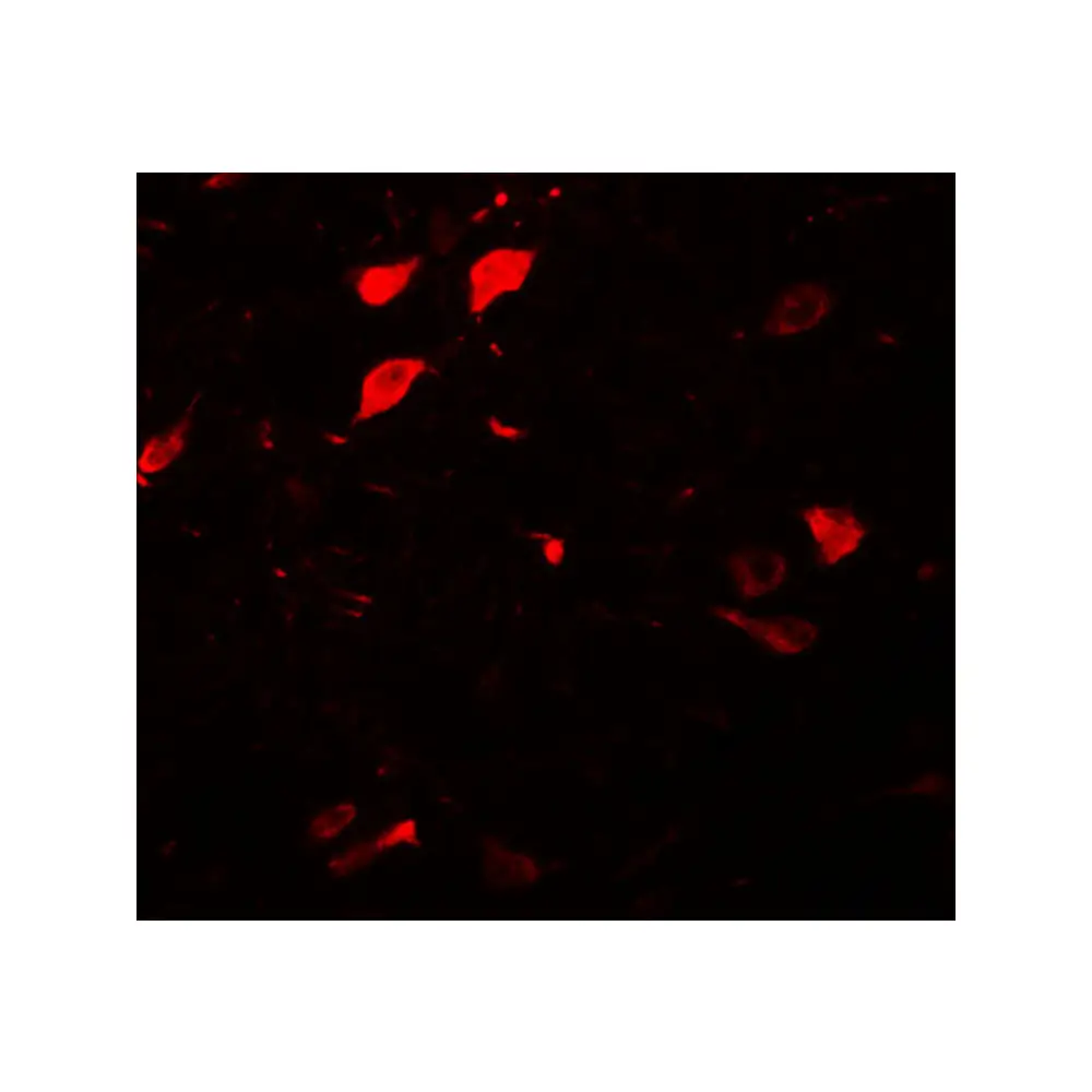 ProSci 5637_S DCLK3 Antibody, ProSci, 0.02 mg/Unit Secondary Image