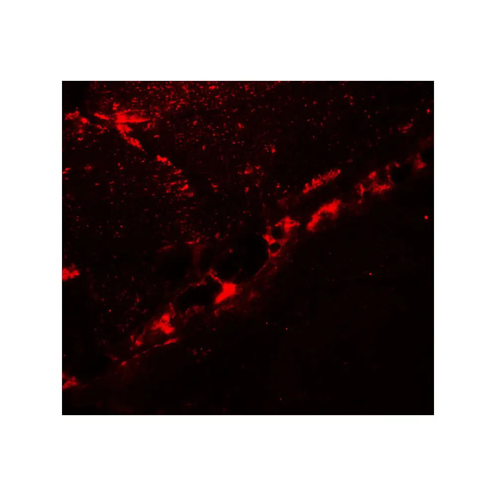 ProSci 7769_S DCNP1 Antibody, ProSci, 0.02 mg/Unit Tertiary Image