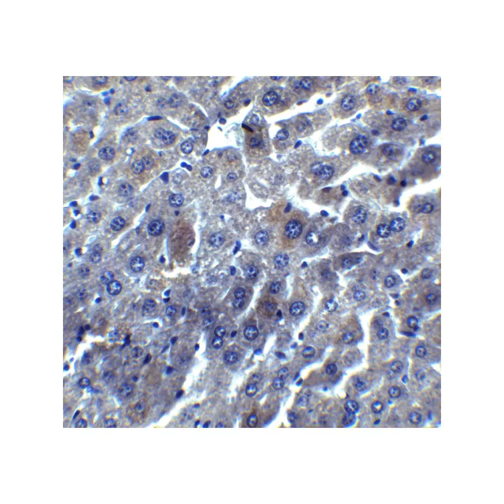 ProSci 2227 DEDAF Antibody, ProSci, 0.1 mg/Unit Secondary Image