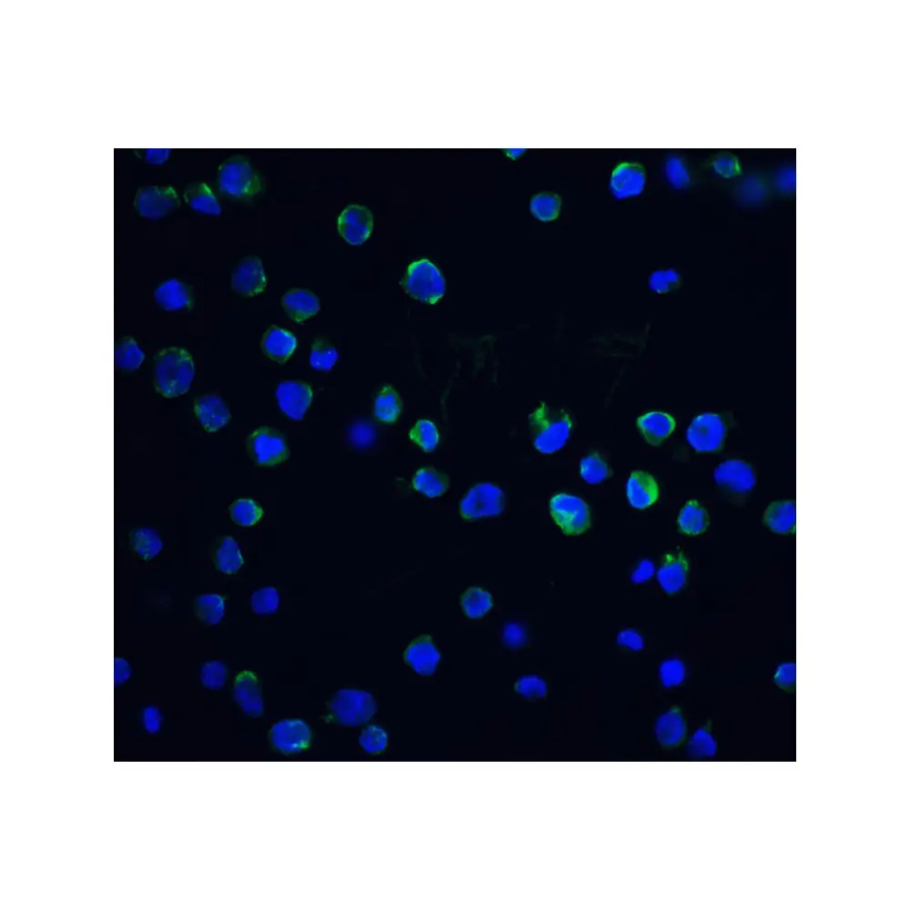 ProSci 2107 DFF40 Antibody, ProSci, 0.1 mg/Unit Tertiary Image