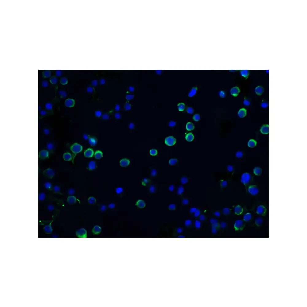 ProSci 1141 DFF45 Antibody, ProSci, 0.1 mg/Unit Tertiary Image