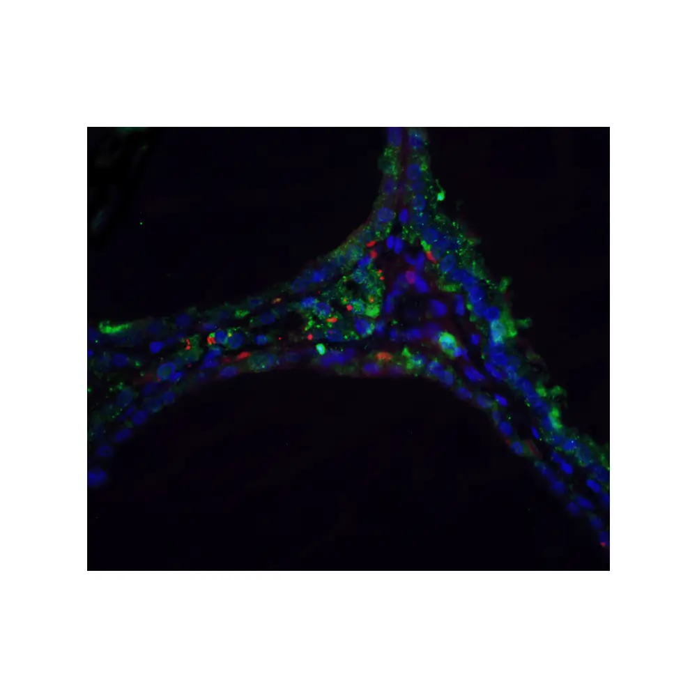 ProSci 2059 DNase II Antibody, ProSci, 0.1 mg/Unit Tertiary Image