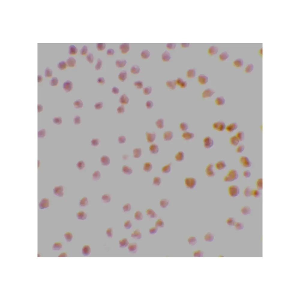 ProSci 2147_S DRAK1 Antibody, ProSci, 0.02 mg/Unit Secondary Image