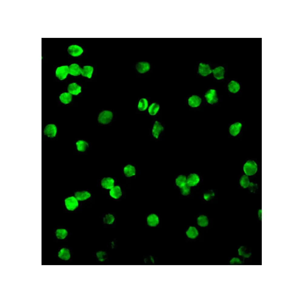 ProSci 2147_S DRAK1 Antibody, ProSci, 0.02 mg/Unit Tertiary Image