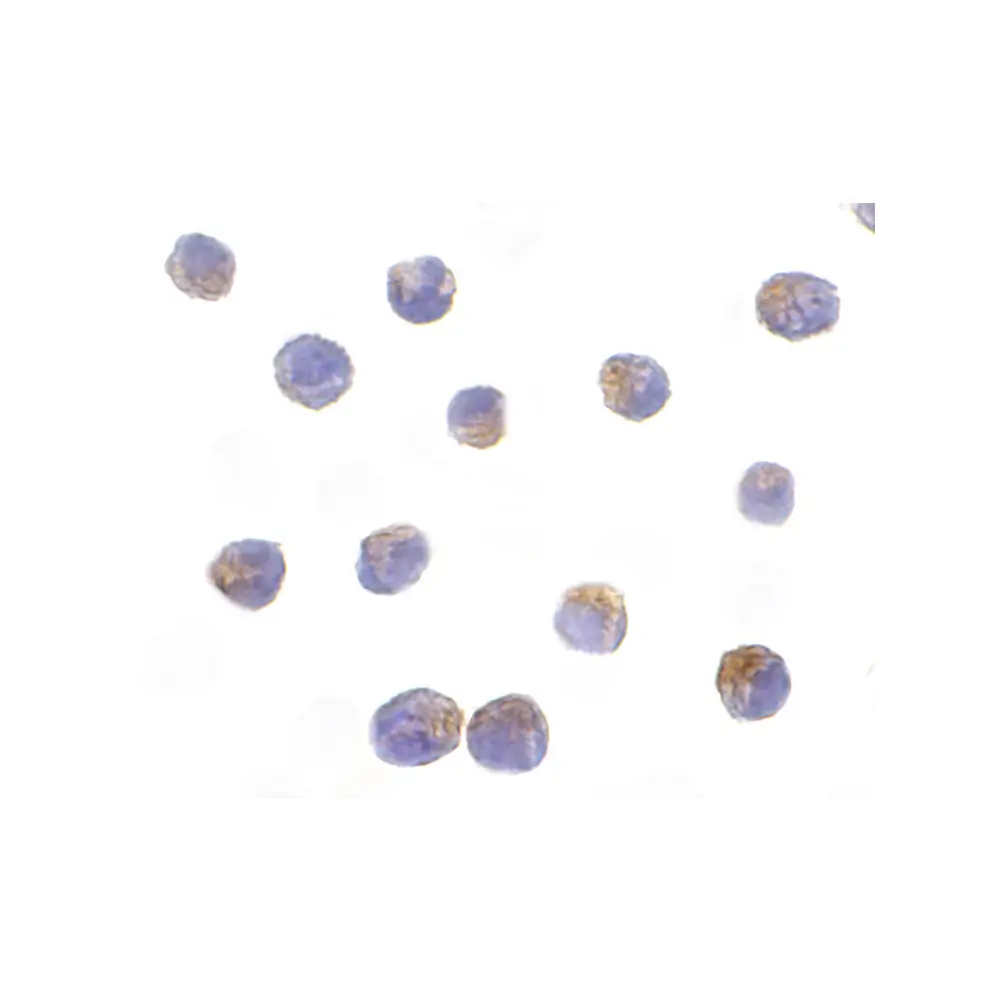 ProSci 2149 DRAK2 Antibody, ProSci, 0.1 mg/Unit Secondary Image