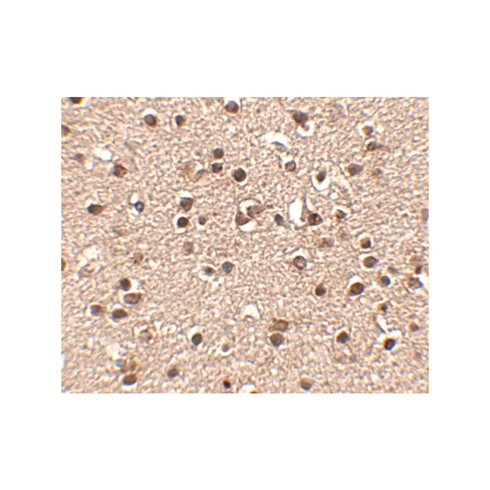 ProSci 4859_S Dact2 Antibody, ProSci, 0.02 mg/Unit Secondary Image