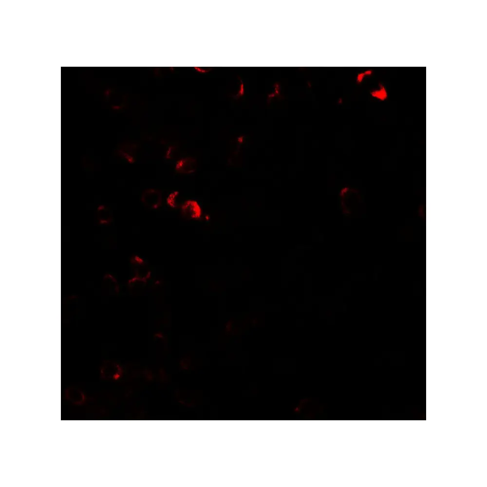 ProSci 7929_S E2F3 Antibody, ProSci, 0.02 mg/Unit Tertiary Image