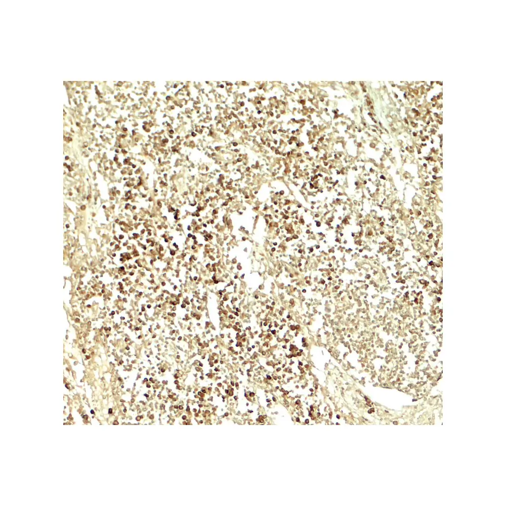 ProSci 7929_S E2F3 Antibody, ProSci, 0.02 mg/Unit Secondary Image
