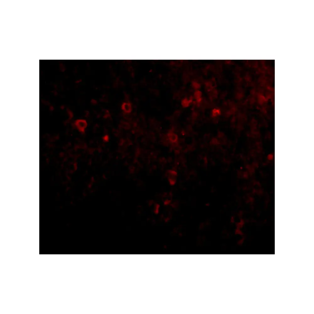 ProSci 4977 EBI3 Antibody, ProSci, 0.1 mg/Unit Quaternary Image
