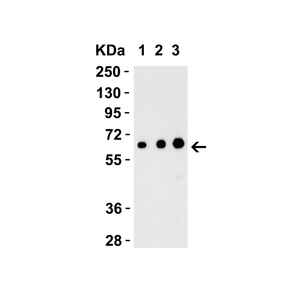 ProSci 4977 EBI3 Antibody, ProSci, 0.1 mg/Unit Secondary Image