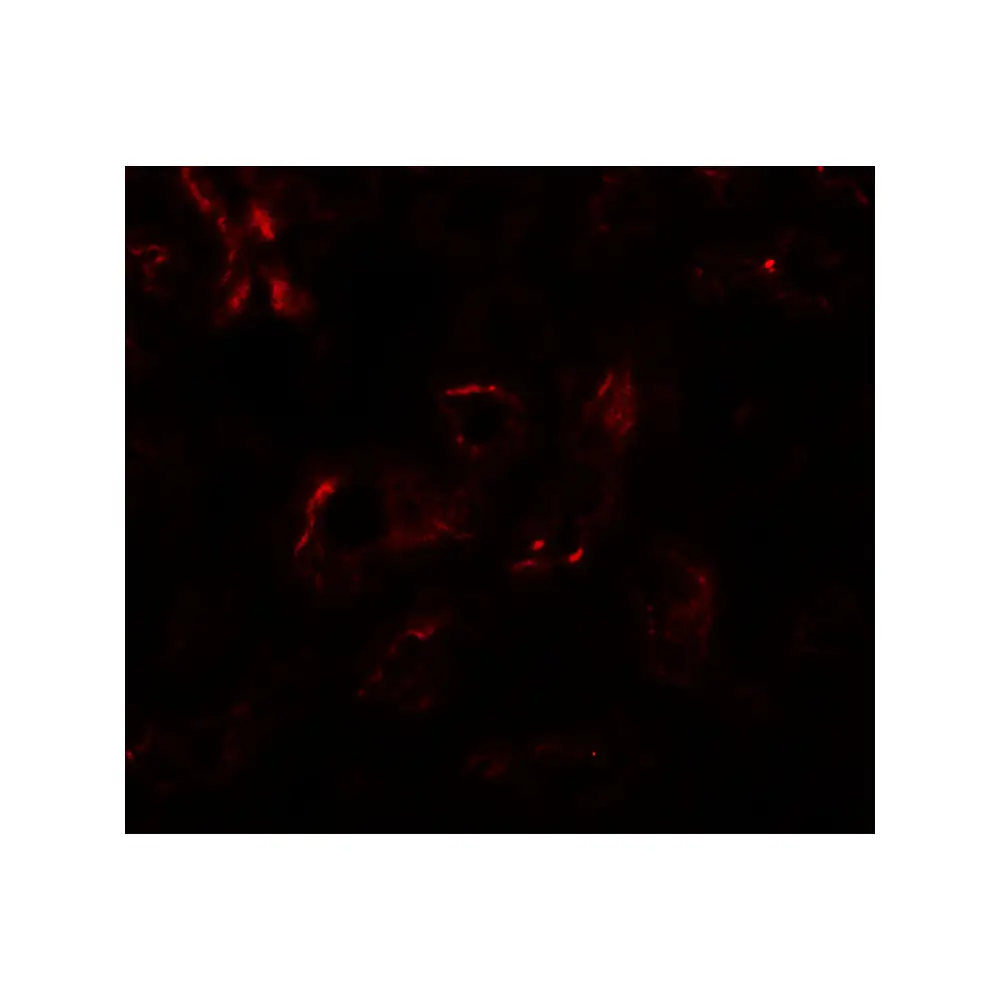 ProSci 8045_S EDA1 Antibody, ProSci, 0.02 mg/Unit Tertiary Image