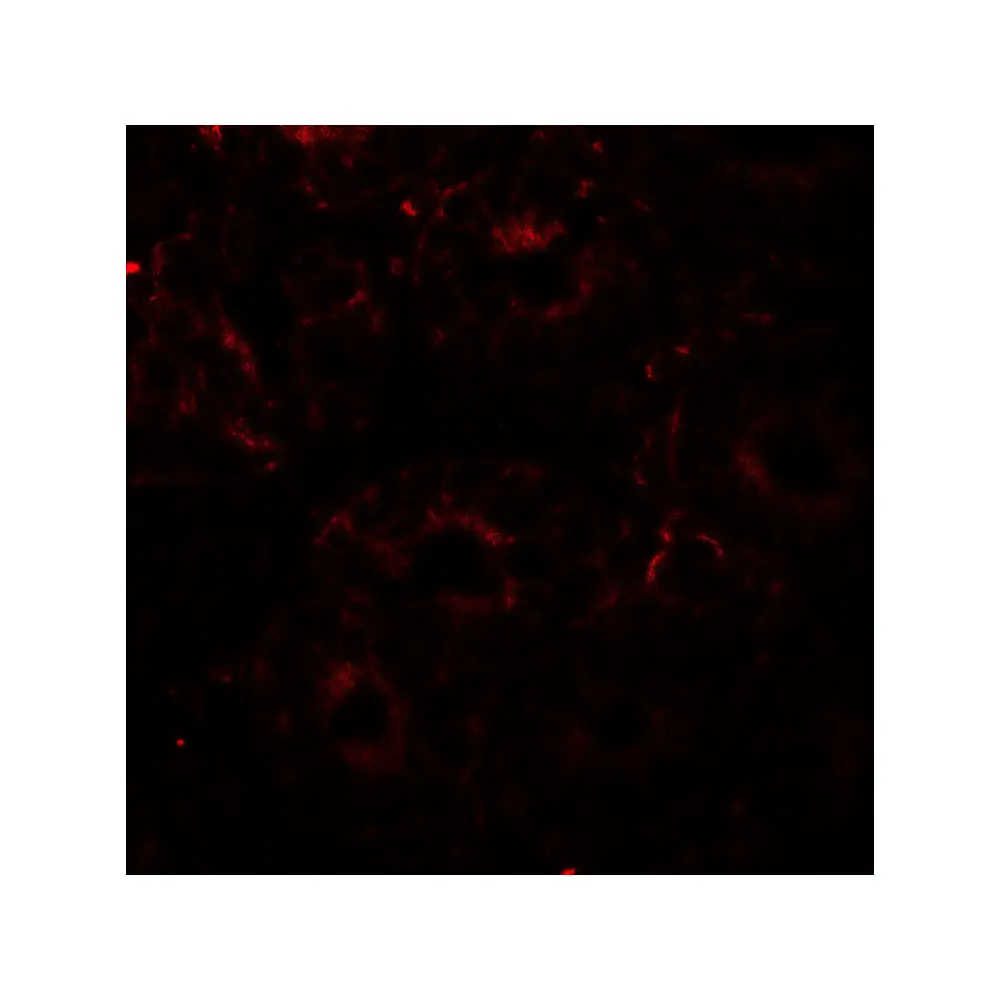ProSci 8211_S ERp72 Antibody, ProSci, 0.02 mg/Unit Tertiary Image