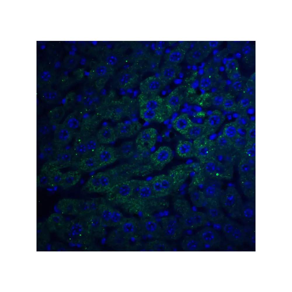 ProSci 2279 F1A alpha Antibody, ProSci, 0.1 mg/Unit Quaternary Image
