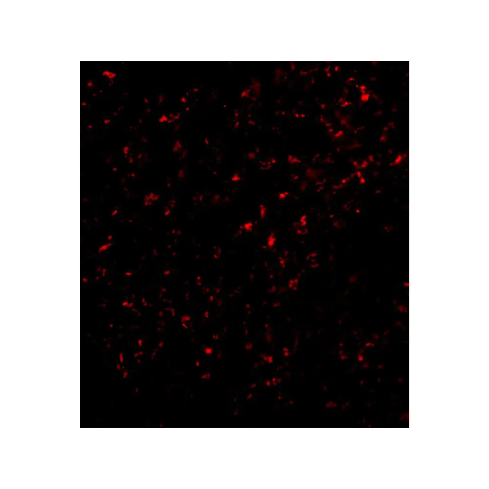 ProSci 2279 F1A alpha Antibody, ProSci, 0.1 mg/Unit Tertiary Image