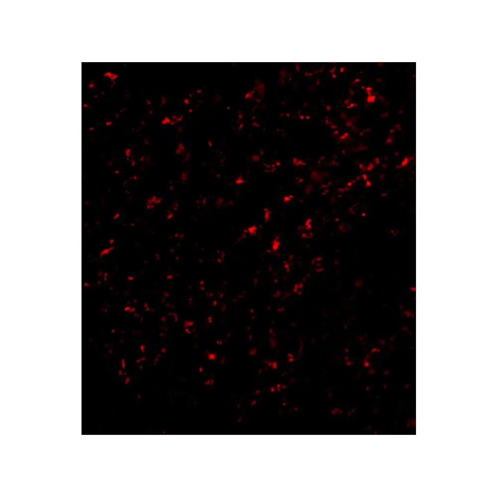 ProSci 2279_S F1A alpha Antibody, ProSci, 0.02 mg/Unit Tertiary Image