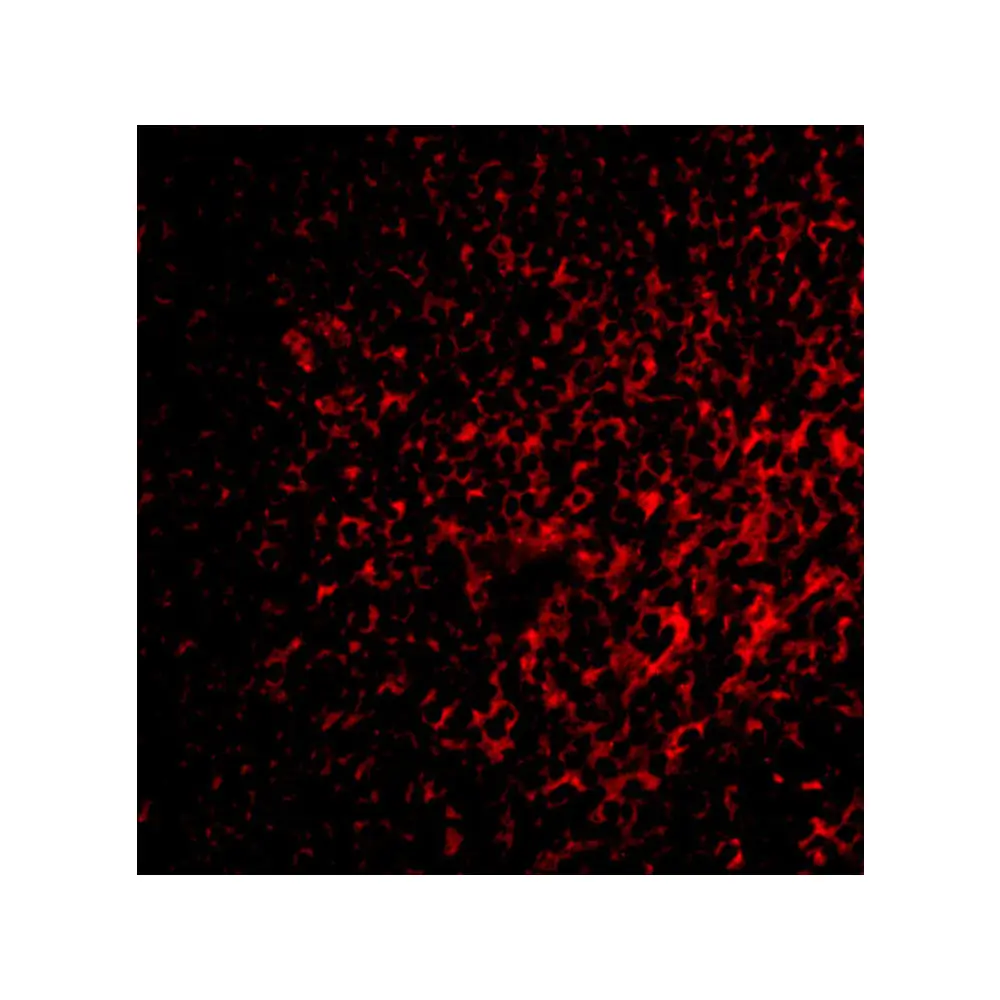 ProSci 3993_S FAF1 Antibody, ProSci, 0.02 mg/Unit Tertiary Image