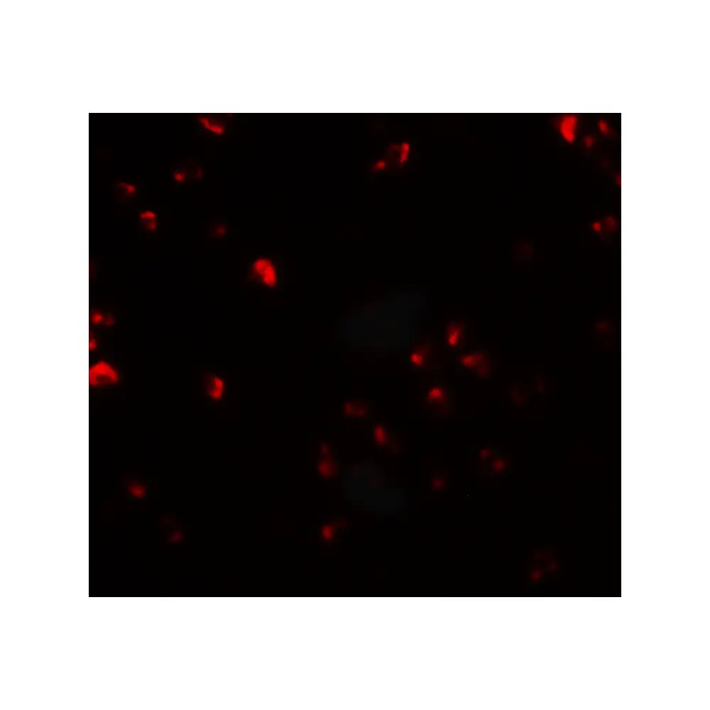 ProSci 6941 FAM193B Antibody, ProSci, 0.1 mg/Unit Secondary Image