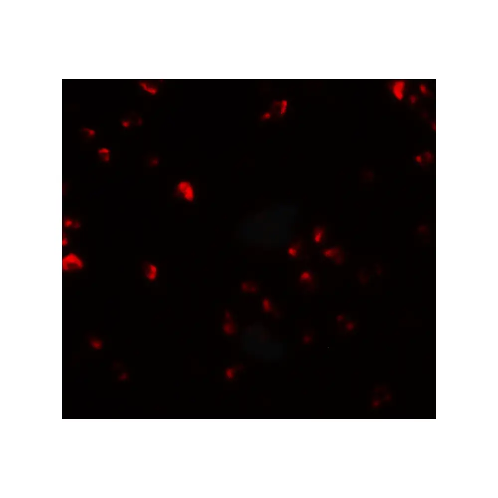 ProSci 6941_S FAM193B Antibody, ProSci, 0.02 mg/Unit Secondary Image