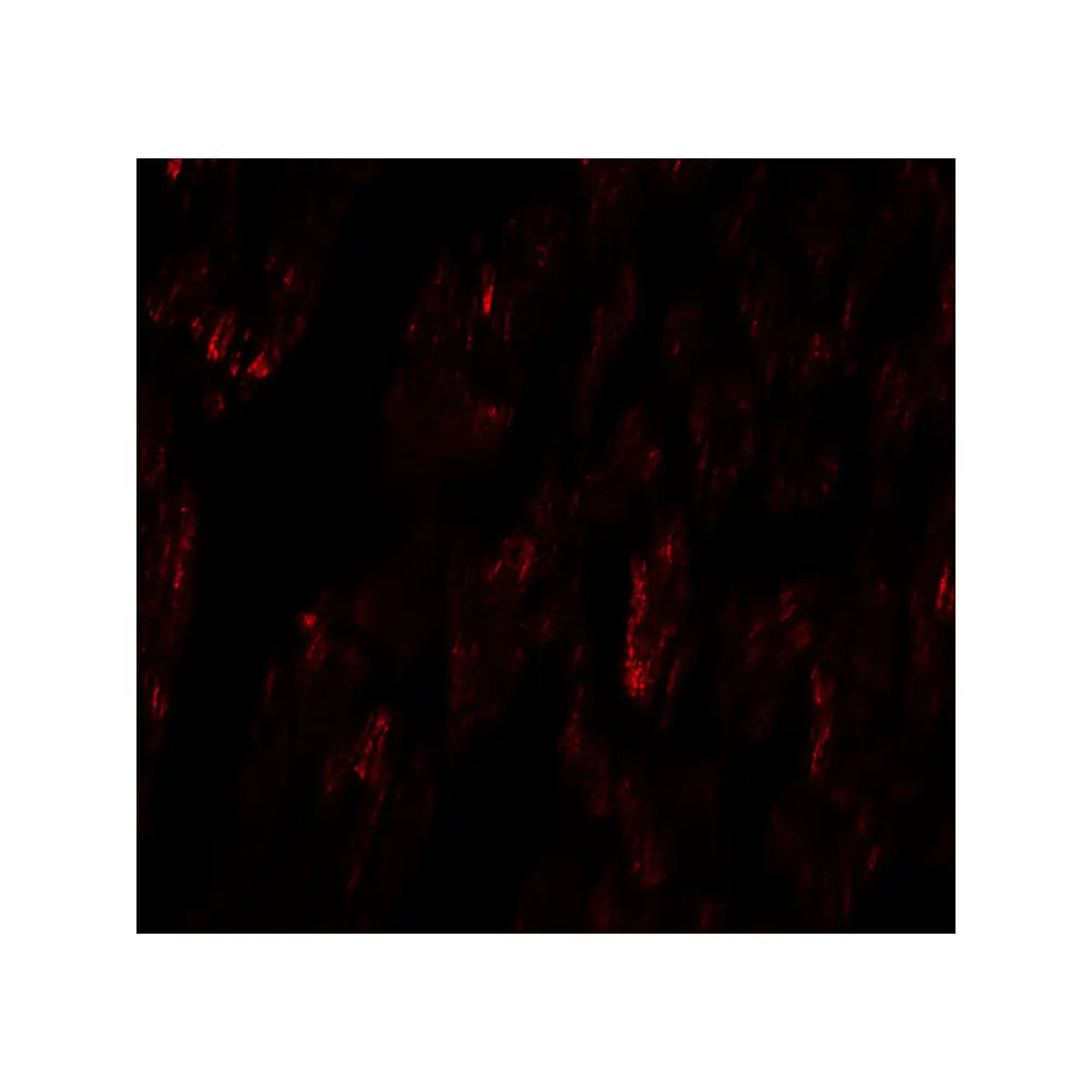 ProSci 6871 FCHO2 Antibody, ProSci, 0.1 mg/Unit Tertiary Image