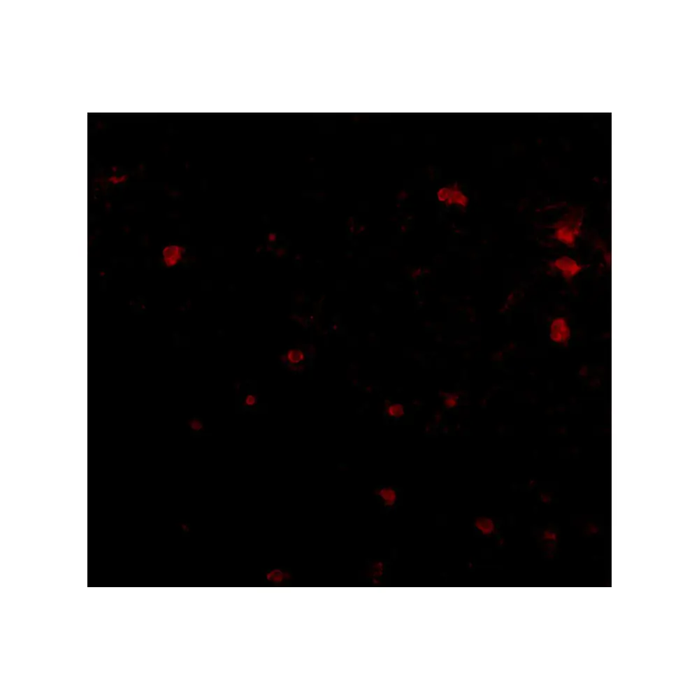 ProSci 4405_S FEZ2 Antibody, ProSci, 0.02 mg/Unit Secondary Image