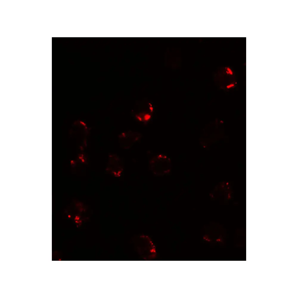 ProSci 7789 FKBP12 Antibody, ProSci, 0.1 mg/Unit Tertiary Image