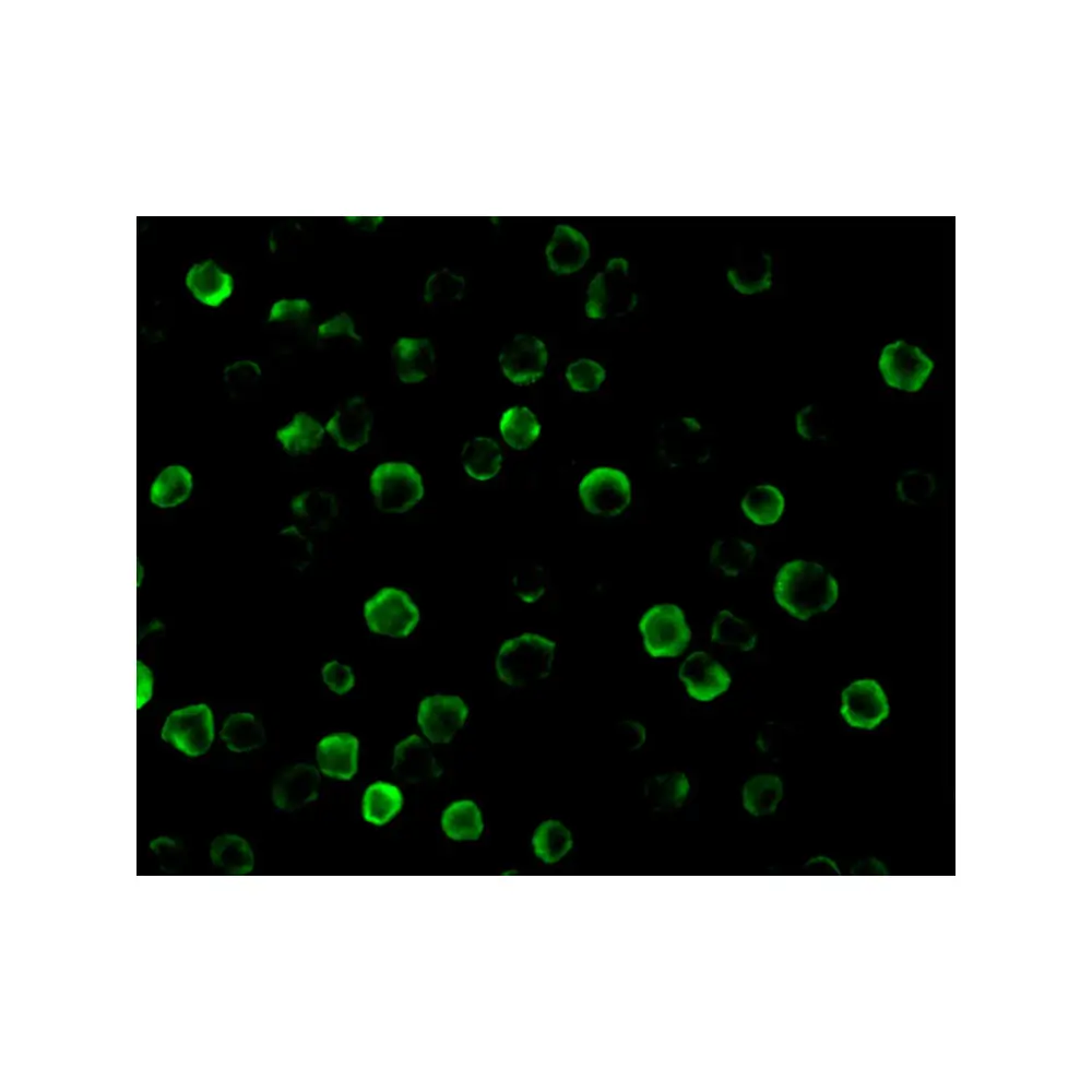 ProSci 2271_S FLASH Antibody, ProSci, 0.02 mg/Unit Tertiary Image