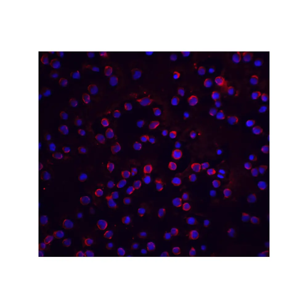 ProSci 2055 FLIP Antibody, ProSci, 0.1 mg/Unit Quaternary Image