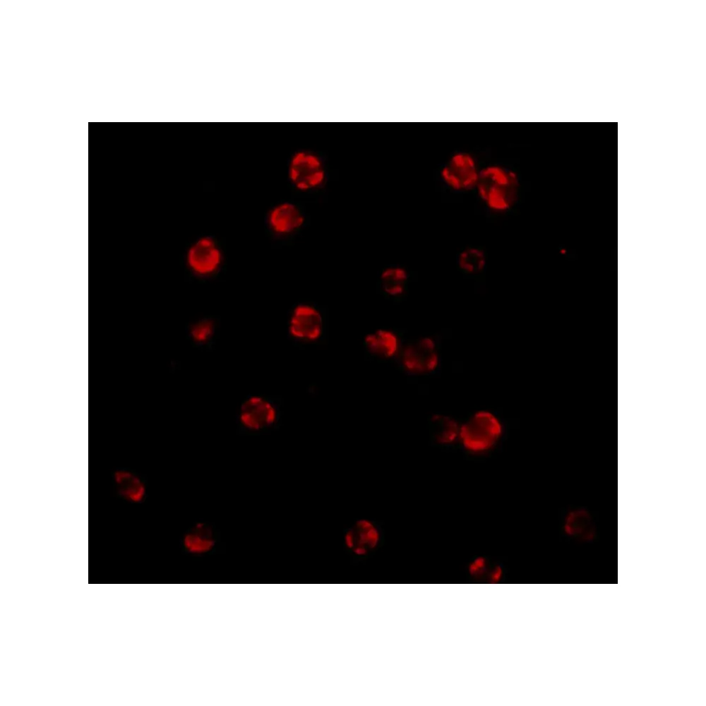 ProSci 1159_S FLIP Antibody, ProSci, 0.02 mg/Unit Tertiary Image