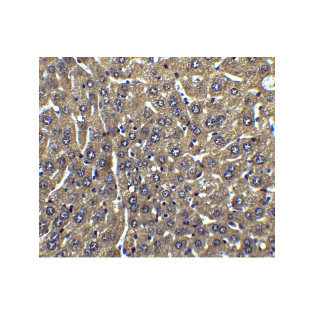 ProSci 1159_S FLIP Antibody, ProSci, 0.02 mg/Unit Secondary Image