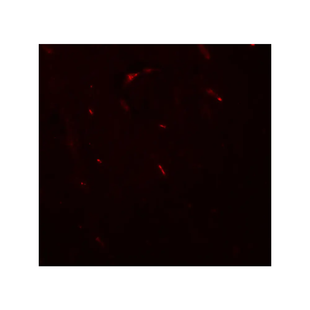 ProSci 8089 FOXG1 Antibody, ProSci, 0.1 mg/Unit Secondary Image
