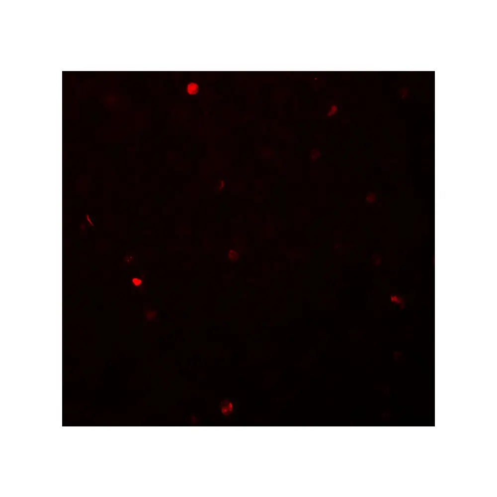 ProSci 7095_S FOXH1 Antibody, ProSci, 0.02 mg/Unit Secondary Image