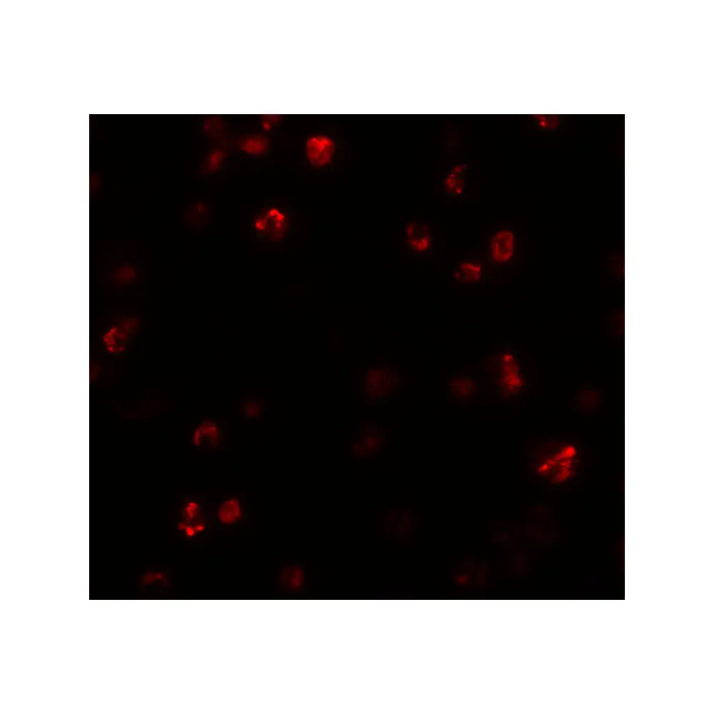ProSci 5453 FRMPD1 Antibody, ProSci, 0.1 mg/Unit Secondary Image