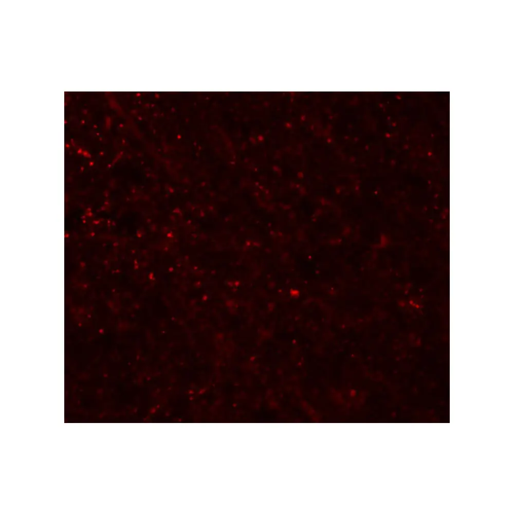 ProSci 5457_S FRMPD3 Antibody, ProSci, 0.02 mg/Unit Tertiary Image