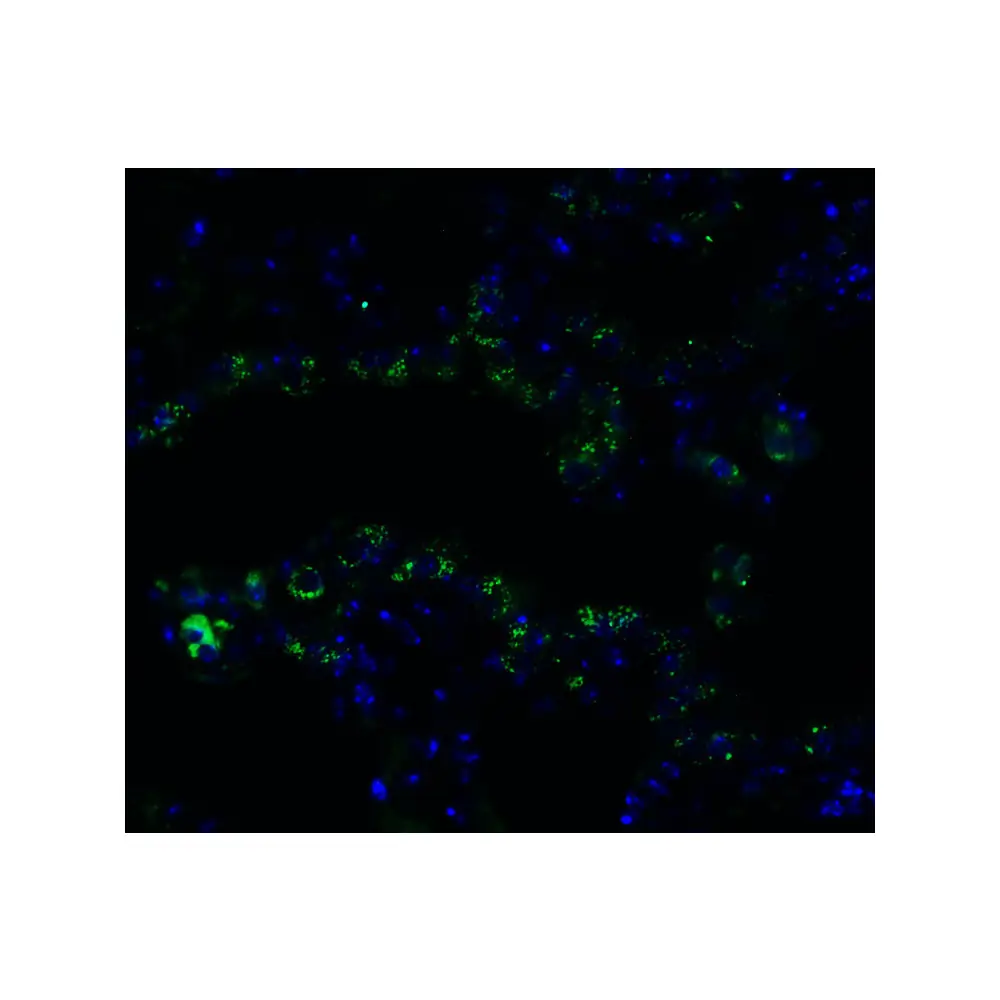 ProSci 9551 FZD6 (IN) Antibody, ProSci, 0.1 mg/Unit Tertiary Image