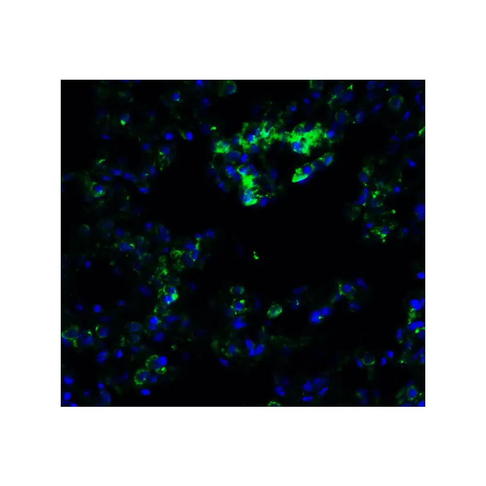 ProSci 9551 FZD6 (IN) Antibody, ProSci, 0.1 mg/Unit Quaternary Image