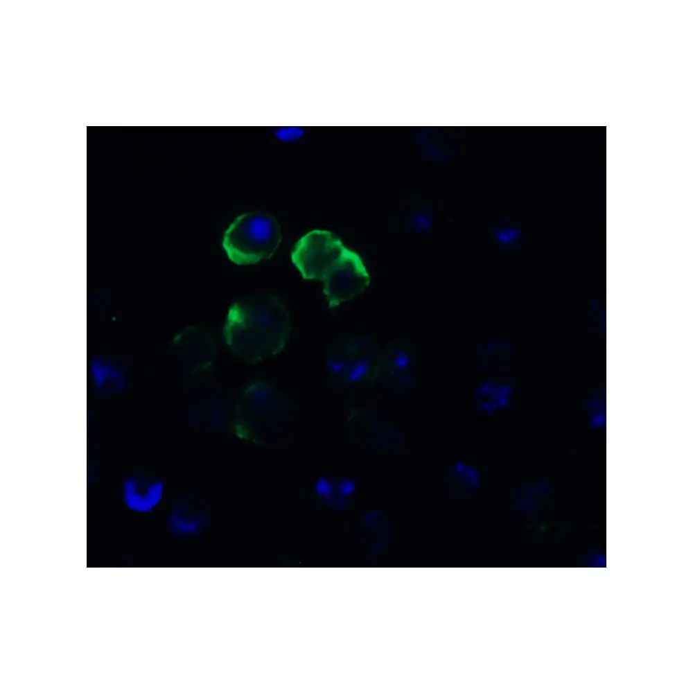 ProSci 9551 FZD6 (IN) Antibody, ProSci, 0.1 mg/Unit Secondary Image
