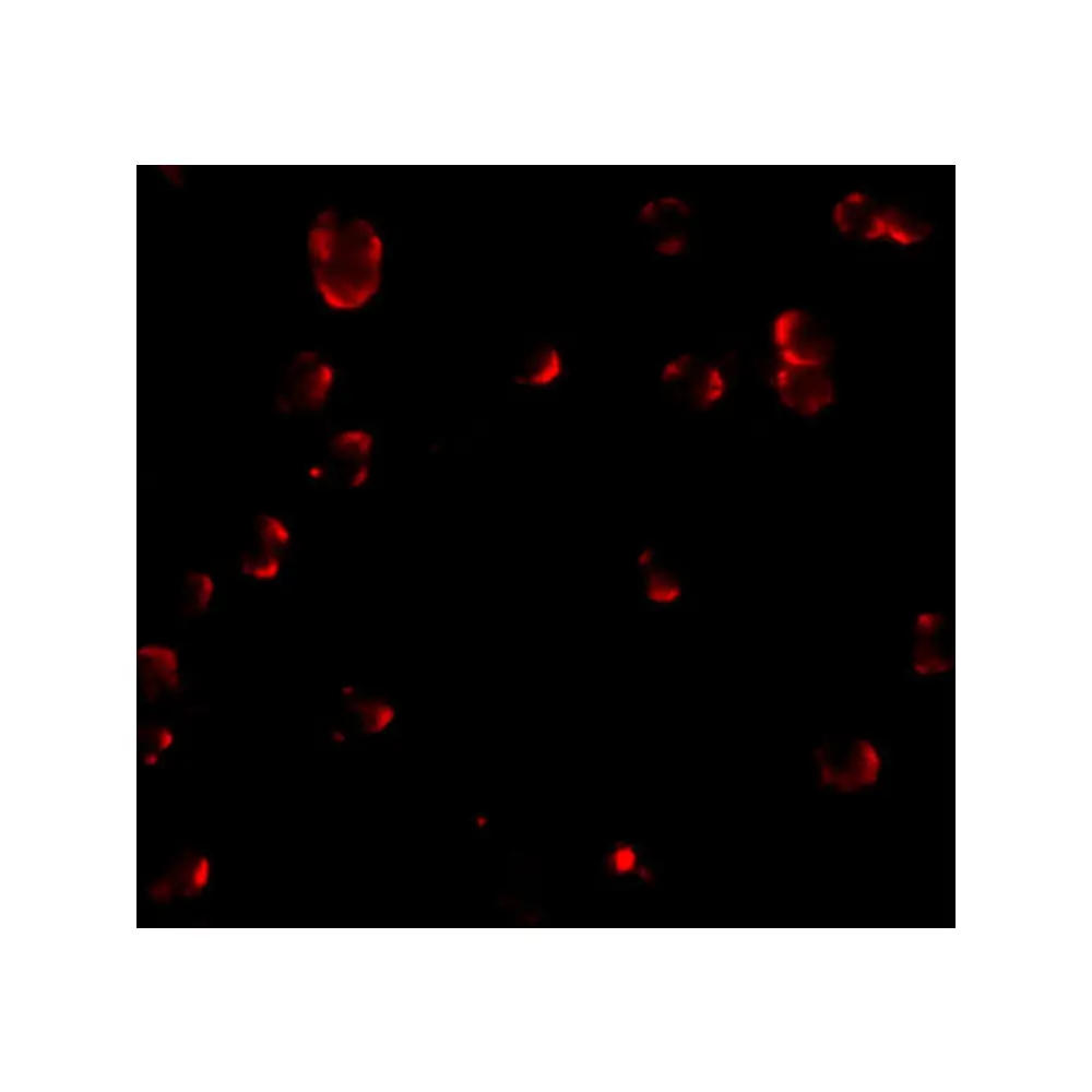 ProSci 5213 Fibulin 3 Antibody, ProSci, 0.1 mg/Unit Tertiary Image