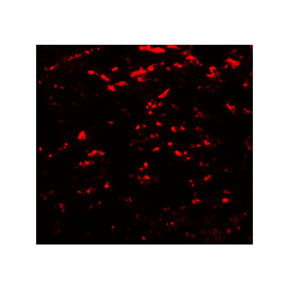 ProSci 7895 GABARAPL2 Antibody, ProSci, 0.1 mg/Unit Tertiary Image